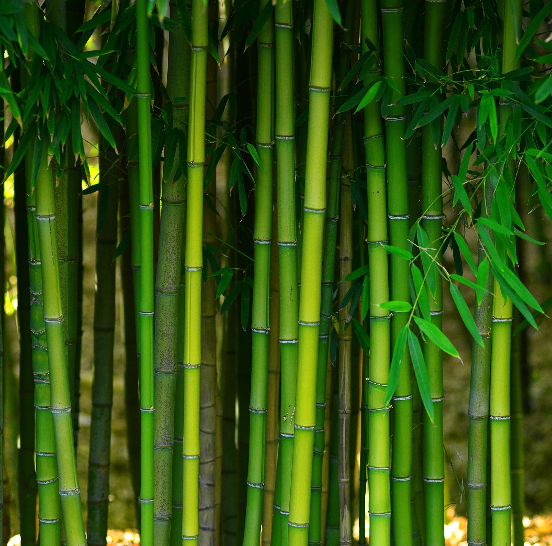 bamboo forest from Solutions in West Fargo