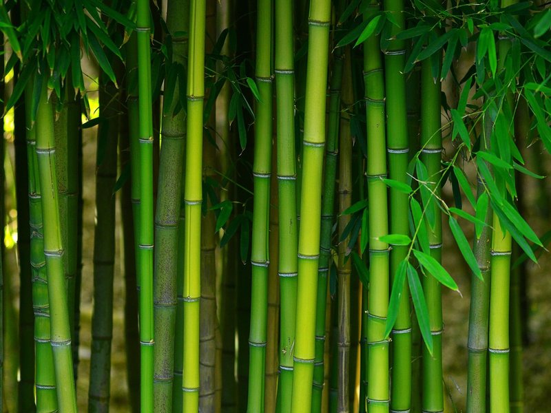 bamboo forest from Solutions in West Fargo